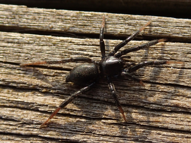 Drassyllus sp. - Villorba (TV)